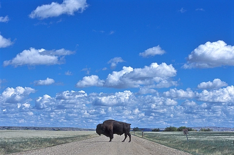 bison badlands.webp